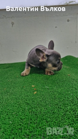 Продавам две  френски булдочета, снимка 4 - Френски булдог - 52897524