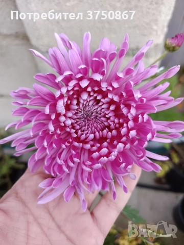 💜🌿🩷 Високостеблени хризантеми 