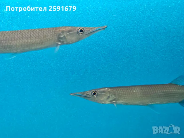 Декоративни и хищни екзотични риби, снимка 7 - Рибки - 48340111