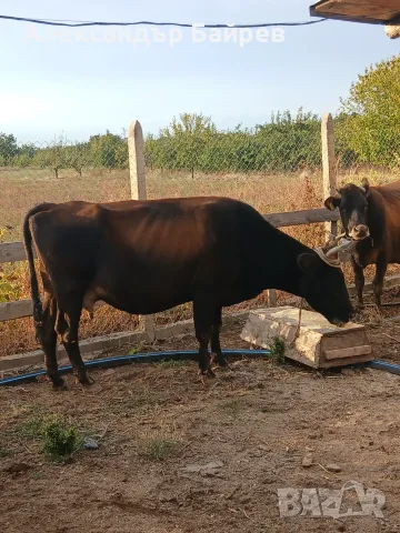 Две крави бременни , снимка 2 - Крави - 56523444