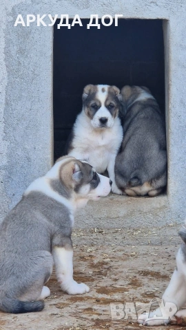 Средноозиатска овчарка, снимка 4 - Други - 54349593