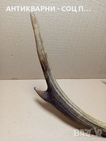 Стар Голям Единичен Еленски Рог Рога., снимка 4 - Антикварни и старинни предмети - 51321602