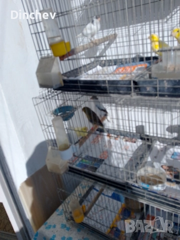 Продава Орфей мъжки 70лв.женски 50лв