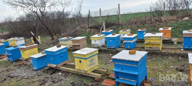 Продавам малки пчелни семейства, снимка 2 - За пчели - 44295307