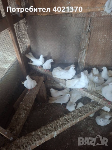 Бели старозагорски гълъби, снимка 4 - Гълъби - 54161179