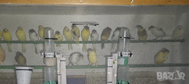 Женски певчески канарчета Орфей , снимка 6 - Канари - 52026869