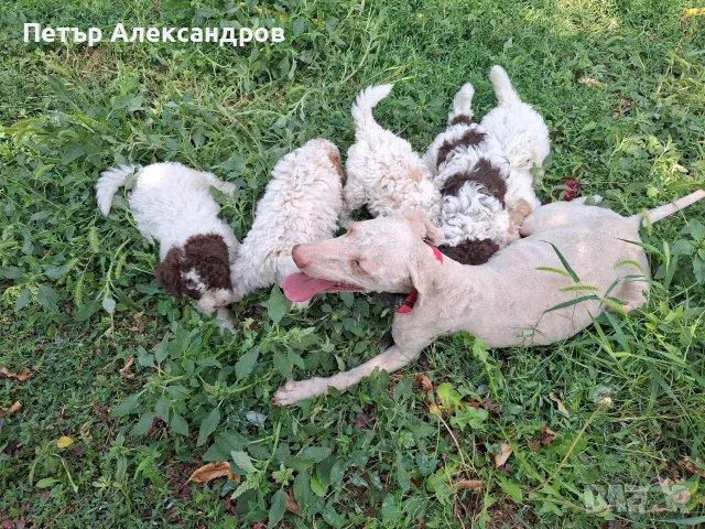 Лагото романьоло родени на 15.07.2026 от работещи родители. За повече информация 0892755539, снимка 10 - Други - 55803531