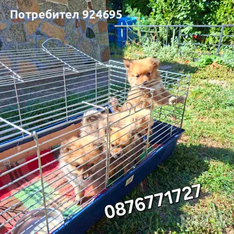 Померан кученца , снимка 5 - Померан - 49063312