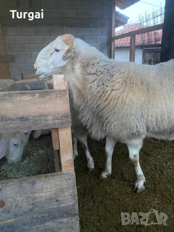 Продавам шилета, снимка 6 - Овце - 53260173