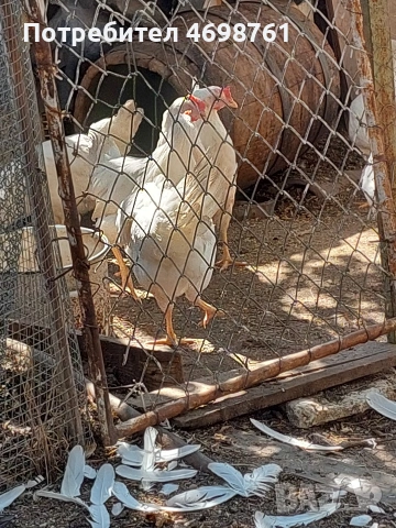 продавам петли и кокошки, снимка 6 - Кокошки и пуйки - 52968488