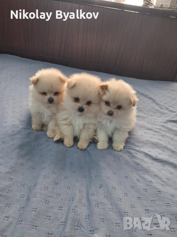 продавам кученца шпиц померан всичко им е дадено пасти за обезпаразитяването ,ваксина , паспорти , снимка 3 - Други животни - 52910546