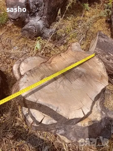 шайби от изсъхнал орех , снимка 17 - Декорация за дома - 50315436