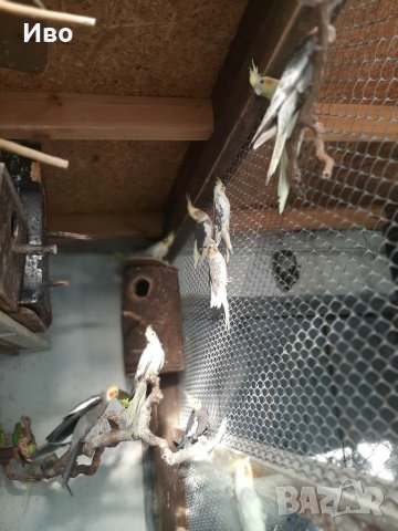 Канарчета,амадини, корели и вълнисти папагали , снимка 13 - Амадини - 29313170