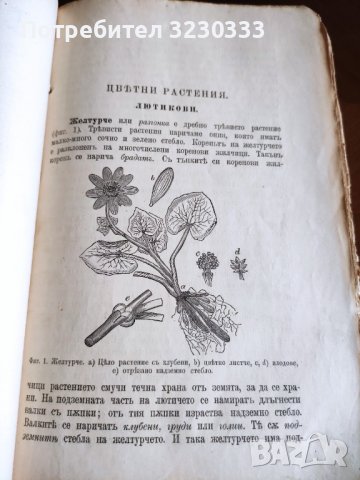 "Св. история"И Р.Блъсков 1895г.+Ботаника, снимка 8 - Антикварни и старинни предмети - 40739785