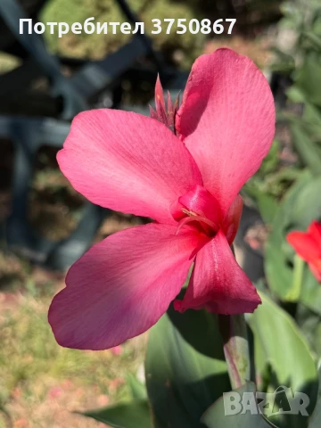 💞🌺💞 Canna CANNOVA / Кана 💞🌺💞, снимка 5 - Градински цветя и растения - 51003774