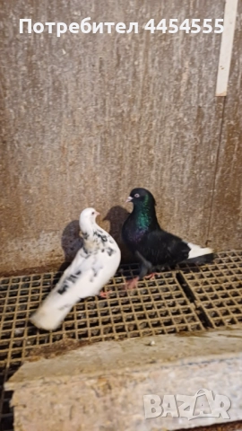 Гълъби 30 броя, снимка 7 - Гълъби - 52369901
