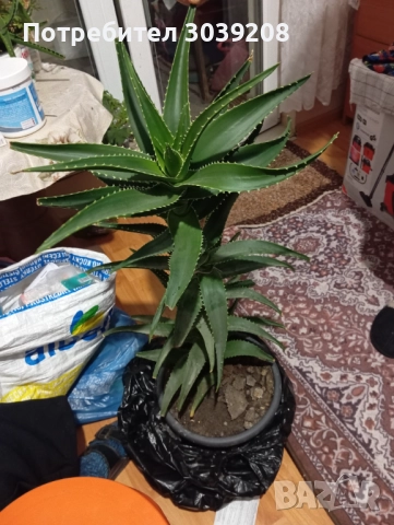 Продавам алое