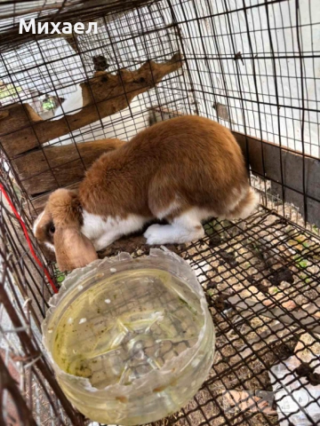 Кочовати зайци, снимка 2 - Други - 54210648