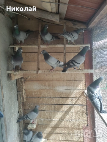 Спортни гълъби, снимка 4 - Гълъби - 54015077