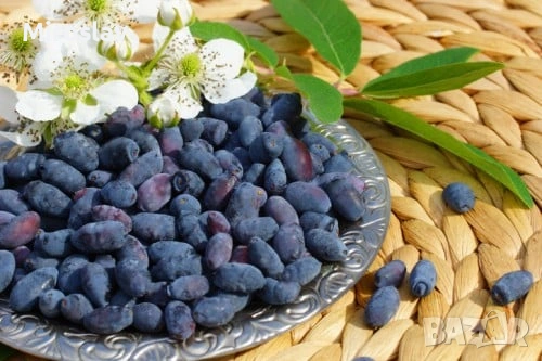 Камчатска(Майска) Боровинка, снимка 4 - Градински цветя и растения - 53905343