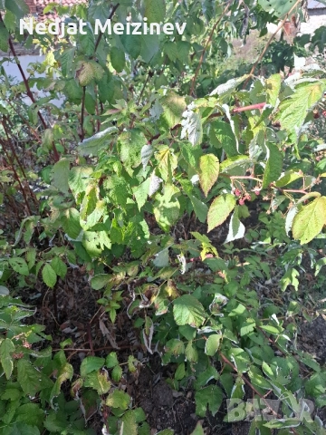 Малини разсад