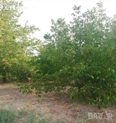 Продавам дворно място / овощна градина в с. Калипетрово, снимка 10 - Земеделска земя - 51641551