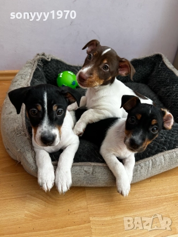 сладко пале-джак ръсел на 80 дена-женско 1011252203, снимка 3 - Джак ръсел териер - 52369394