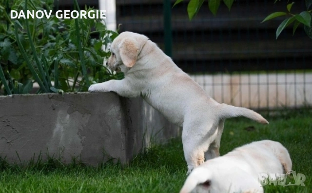 Чистокръвни Лабрадор ретривър мс.ваксини,чип+паспорт, снимка 2 - Акита - 53227299