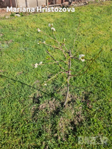 Продавам къща , снимка 10 - Къщи - 54025723