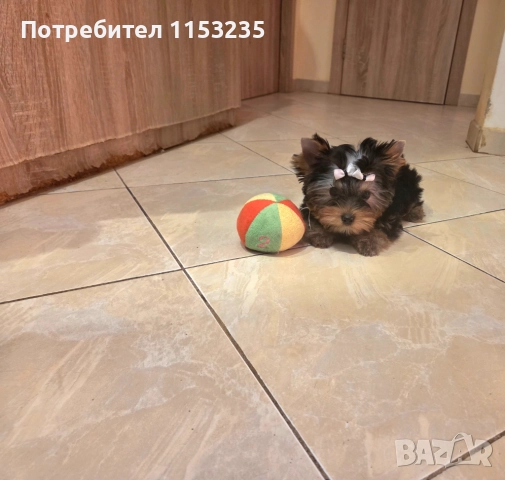 йоркширски териер, снимка 1