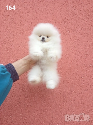 Бели мини Померани. Реални снимки ! , снимка 6 - Померан - 54159948