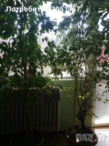 продам два броя БЕНДЖАМИН , снимка 1