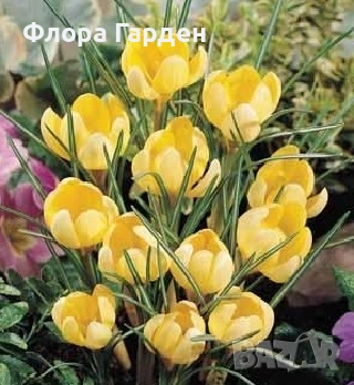 Луковици ЗЮМБЮЛИ, ЛАЛЕТА И ДРУГИ - 10 % отстъпка, снимка 12 - Градински цветя и растения - 51033126