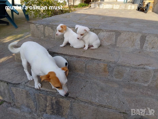 Джак Ръсел териер, снимка 6 - Джак ръсел териер - 52465135