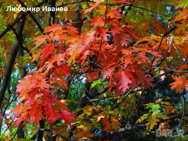 Семена от широколистни видове - Дъб Скоруша Бук Габър Еводия Албиция Пекан Лимон Глог Рожков, снимка 13 - Сортови семена и луковици - 27354748