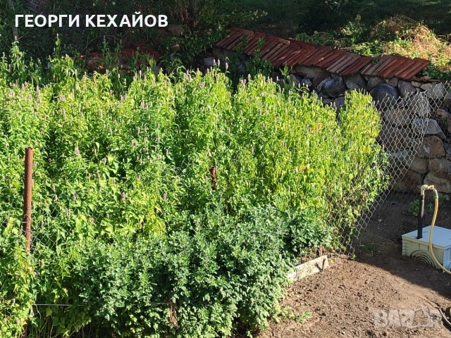 равногорски билки, подправки,сладка, снимка 6 - Домашни продукти - 52010210