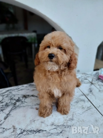 Малтипу Maltipooo, снимка 3 - Други - 51501320