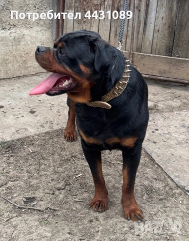 Ротвайлер за разпрод родословен
