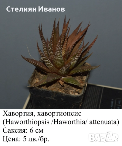Сукуленти - алое, астролоба, хавортия, гастерия и гастералое,, снимка 5 - Стайни растения - 51468494