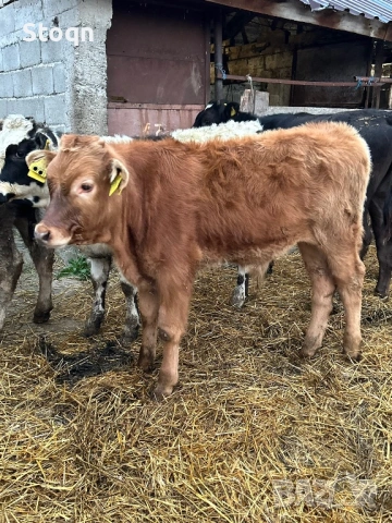 Продавам 5 Телета