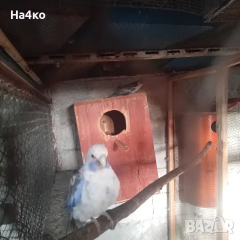 Двойка сини пенантови розели