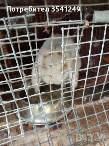 продавам кочовати зайци , снимка 3 - Декоративни зайчета - 56496063