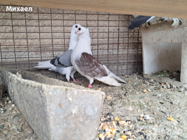 Гълъби, снимка 6 - Гълъби - 54091665
