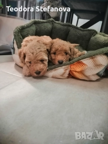 Мини пудели , снимка 2 - Пудели - 52589135