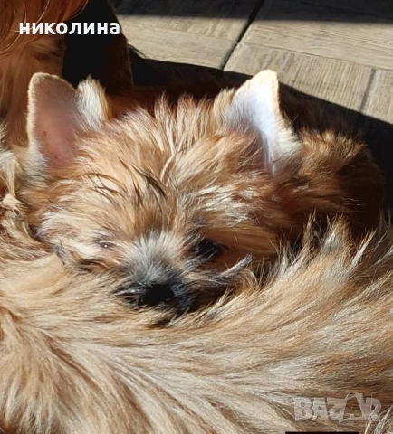 Продавам Йоркширски териер-златен, снимка 4 - Йоркширски териер - 53179258