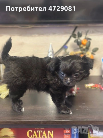 Чистокръвно дългокосместо чухуахуа, снимка 3 - Чихуахуа - 53368569