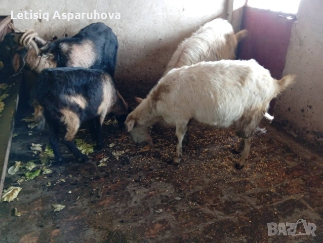 Продавам две кози и два пръча