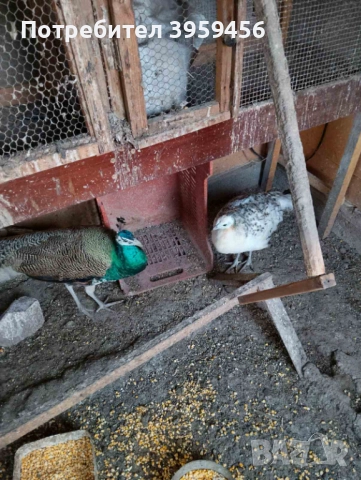 Пауни Арлекин, снимка 2 - други­ - 52382134