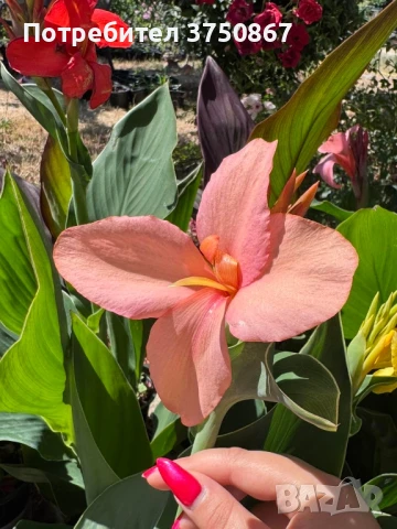 💞🌺💞 Canna CANNOVA / Кана 💞🌺💞, снимка 7 - Градински цветя и растения - 51003774