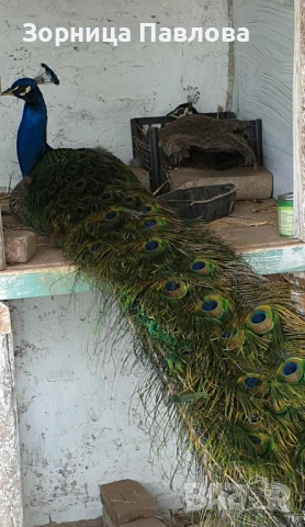 Продавам малки индийски пауни.